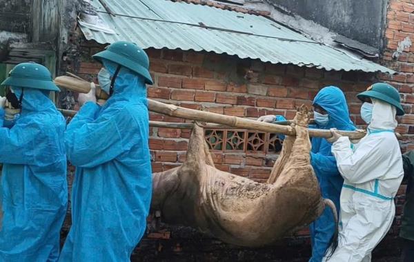 Hai địa phương Đà Nẵng, Quảng Ngãi dồn lực dập dịch tả lợn châu Phi