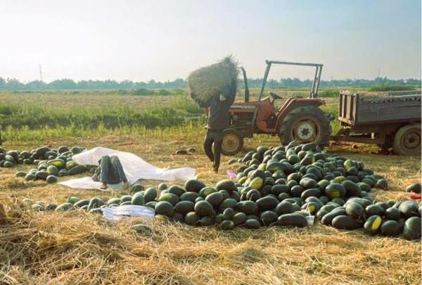 Nỗi niềm nghề trồng dưa hấu