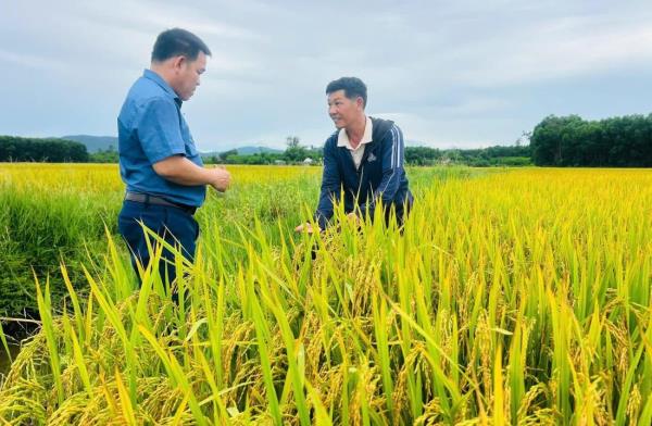 Hình thành các mô hình trồng lúa theo chuỗi liên kết 4 nhà