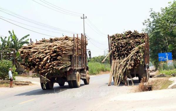 Xử lý nghiêm xe tải chở keo tràm quá tải trên đường Hồ Chí Minh nhánh Đông