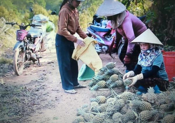 Cây dứa, đòn bẩy phát triển kinh tế Đức Phú