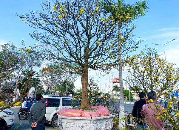 Siêu phẩm bạc tỷ hút hồn người mê cây cảnh