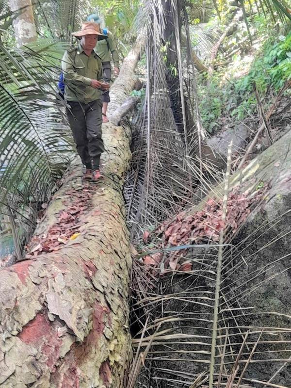 Công an huyện Nam Giang khởi tố, bắt tạm giam 2 đối tượng phá rừng