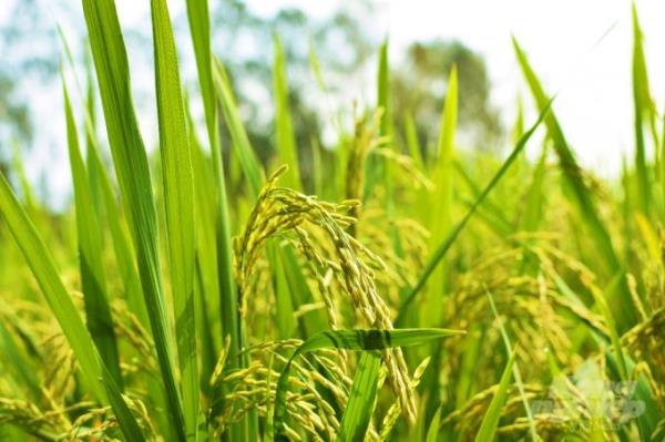 Hương lúa trổ đòng