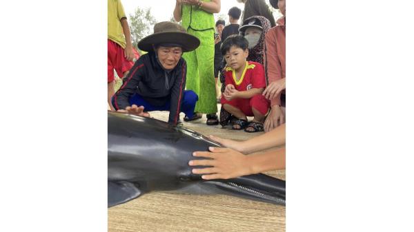 Cá Ông lụy bờ