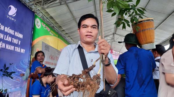 Đấu giá thí sinh sâm Ngọc Linh ủng hộ kinh phí xóa nhà tạm