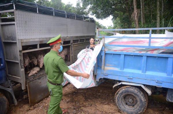 Tiêu hủy cả xe chở lợn do mua bán ở vùng dịch