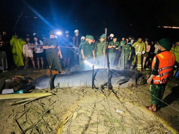 Phát hiện cá voi lớn lụy bờ tại bãi biển Đà Nẵng