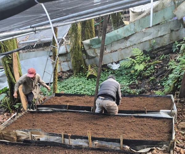 Chấn chỉnh công tác trồng sâm Ngọc Linh dưới tán rừng phòng hộ