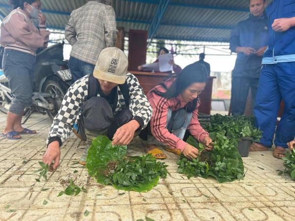 Hỗ trợ hơn 12.000 cây sâm Ngọc Linh cho 227 hộ dân
