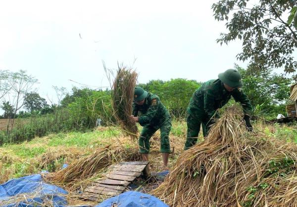 Bộ đội biên phòng tuyến biên giới giúp dân thu hoạch lúa rẫy