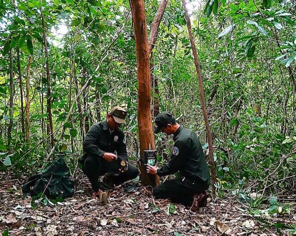 Ứng dụng công nghệ trong giám sát, bảo vệ rừng, nghiên cứu đa dạng sinh học tại Mỹ Sơn