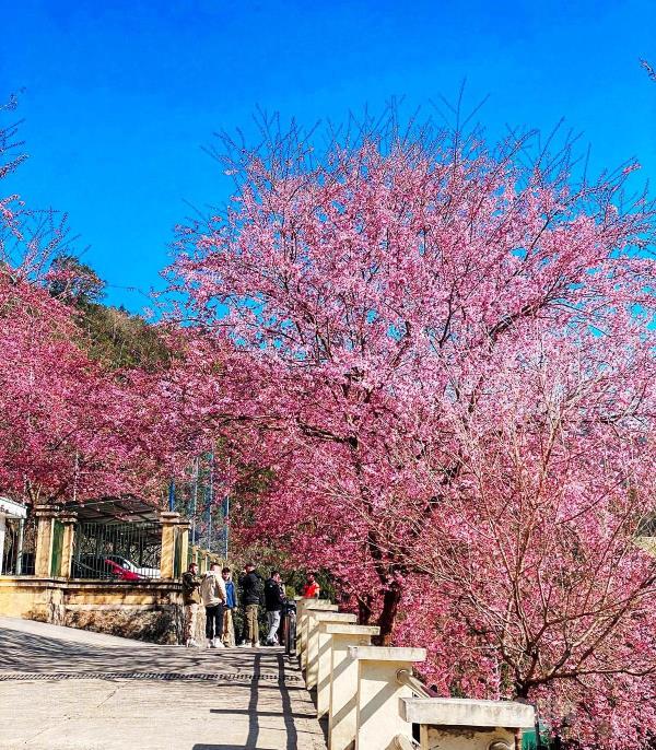 Lần đầu tiên Lũng Cú tổ chức Festival hoa mai anh đào