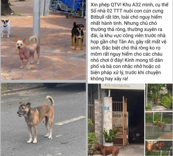 Bất an với chó thả rông