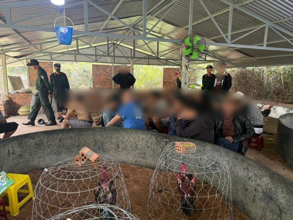 Công an tỉnh Quảng Nam triệt phá tụ điểm đánh bạc khủng dưới hình thức đá gà