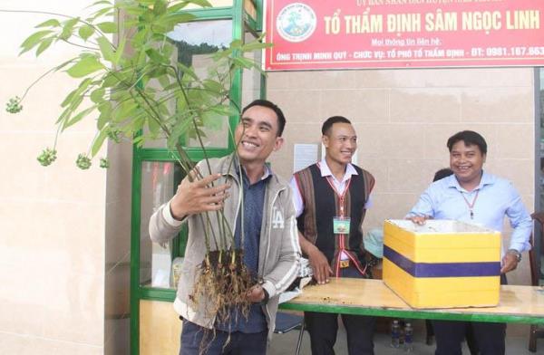 Đà Nẵng dành hơn 2,55 tỷ đồng nghiên cứu phát triển trồng sâm Ngọc Linh