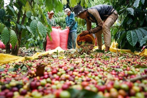 Cà-phê Việt Nam hưởng lợi từ đà tăng giá thế giới