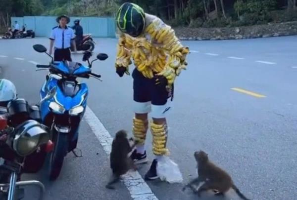 Du khách quấn chuối kín người để chọc khỉ ở bán đảo Sơn Trà