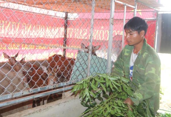 Mở hướng sinh kế mới từ đàn hươu vùng cao
