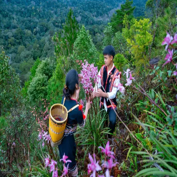 Lý Sơn, Măng Đen kín phòng du lịch, Quảng Ngãi có doanh thu kỷ lục dịp Tết