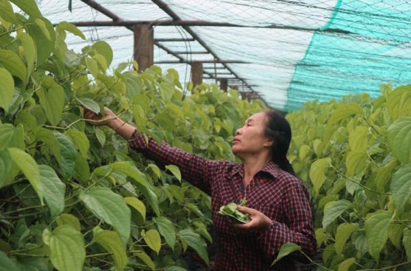 Thu bạc triệu từ loại cây  đếm lá, tính tiền