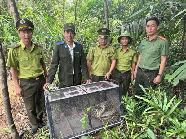 Phát hiện trăn gấm dài 3,5m xuất hiện trong khu dân cư tại phường An Khê
