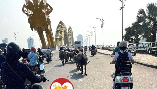 Xác minh, xử lý chủ đàn trâu thả rông trong phố