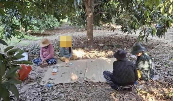 Kì bẽo trong vườn xoài
