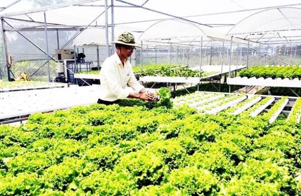 Đà Nẵng dành 500 tỷ đồng phát triển nông nghiệp hữu cơ