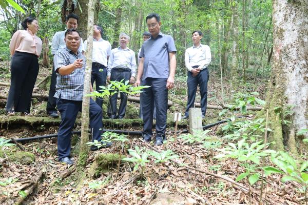 Hé lộ những mục tiêu mà THACO sẽ đầu tư ở vùng sâm Ngọc Linh