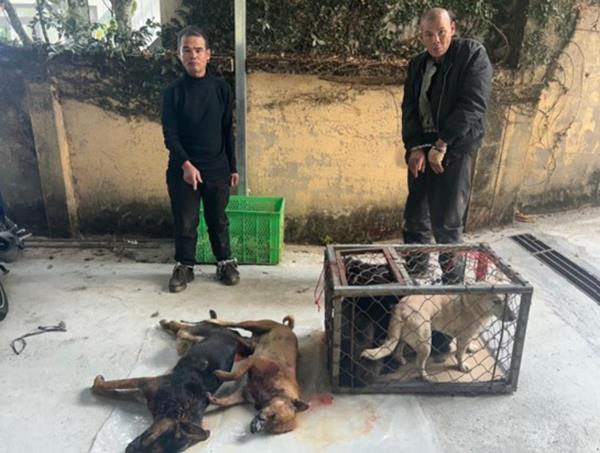 Khởi tố nhóm cẩu tặc