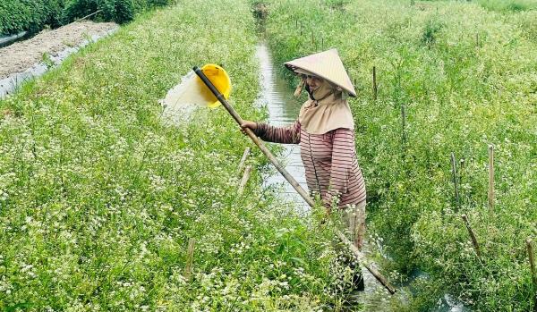 Cần mở hướng trồng lá mùng 5 để tạo sinh kế bền vững