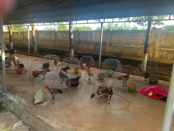 Bắt quả tang 31 người tham gia đá gà ăn tiền tại trường gà Gia Lai