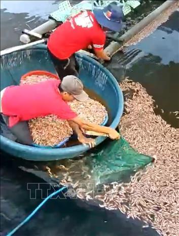 Nghi vấn hồ tôm bị đầu độc