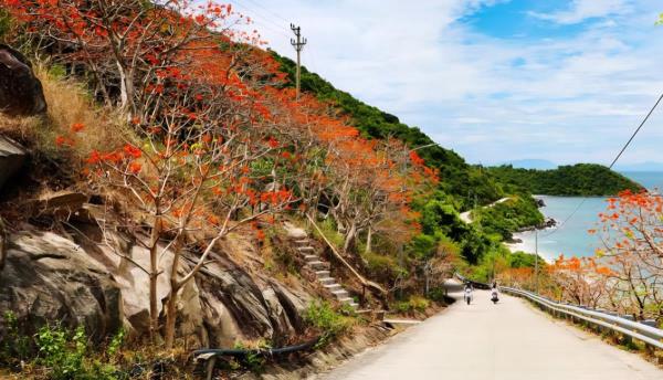 Mùa hoa ngô đồng đỏ…