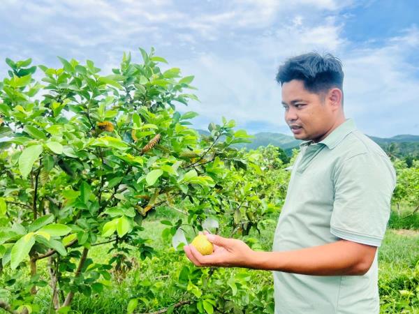 Hồi sinh đất cằn bằng cây ổi