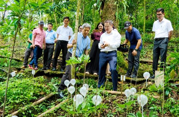 Phát huy lợi thế sâm Ngọc Linh tạo động lực phát triển vùng cao