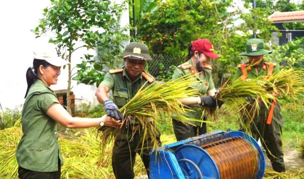 Công an xã Chiên Đàn giúp dân thu hoạch lúa bị ngã đổ