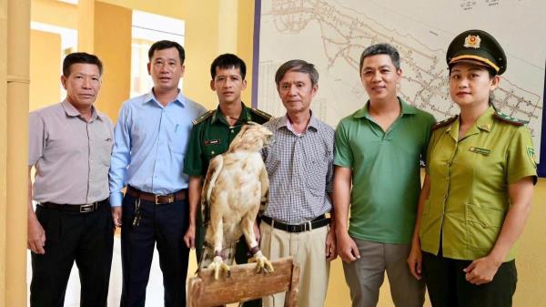 Người dân ở Huế tự nguyện giao nộp cá thể Diều núi quý hiếm