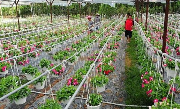 Chính sách khuyến nông mới phải thiết thực với nông dân