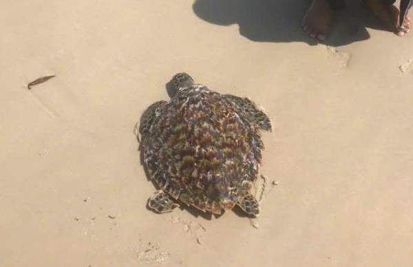 Người dân Quảng Trị giải cứu nhiều rùa biển