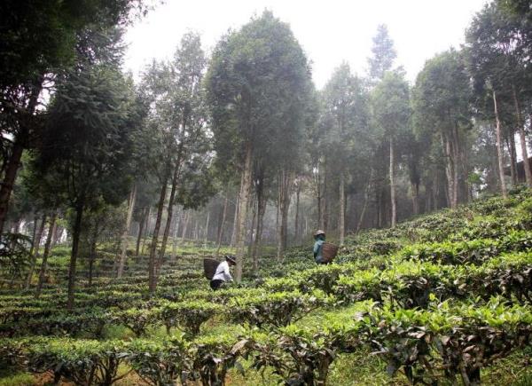 Những cánh rừng Pơ mu giữa đại ngàn