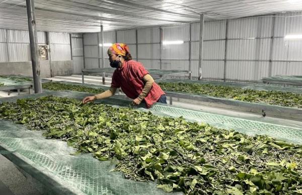 Hiệu quả kinh tế từ mô hình nuôi tằm trong điều hòa