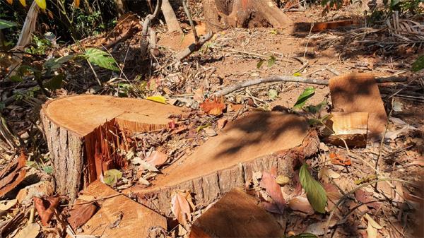 Quản lý, bảo vệ rừng bao giờ mới ngừng thống kê… hậu quả