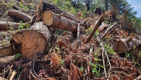Triệt hạ rừng phòng hộ để lấn chiếm đất