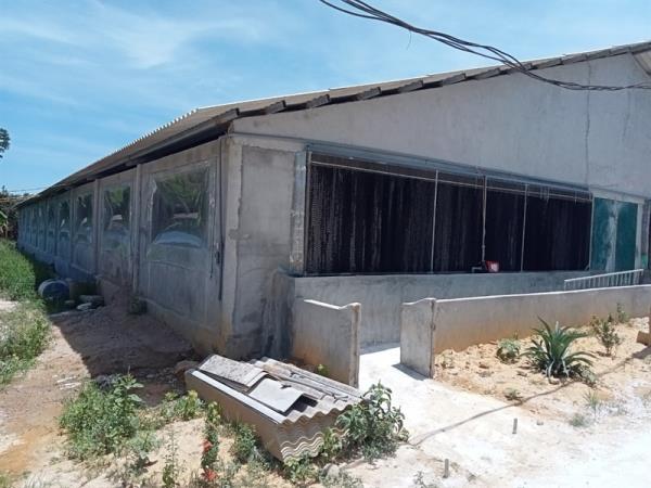 Cơ sở nuôi heo không phép, gây ô nhiễm