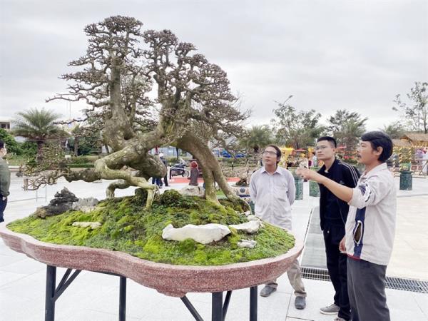Lễ hội Mai vàng An Nhơn lần thứ nhất