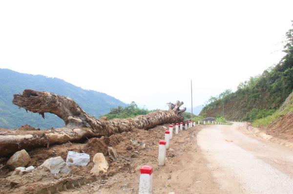 Quảng Nam tiếp tục xin điều chỉnh hơn 26ha rừng để mở đường lên vùng sâm Ngọc Linh