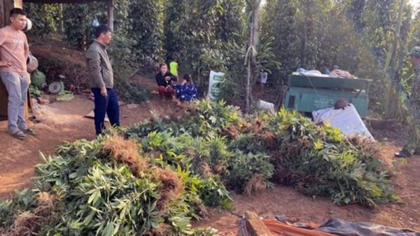 Phát hiện vụ trồng, sơ chế cần sa quy mô lớn tại khu vực biên giới