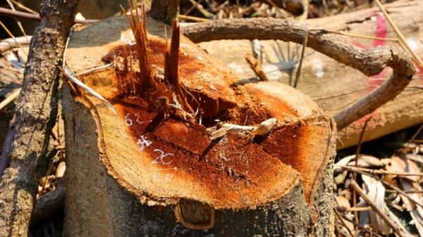 Khẩn trương điều tra, làm rõ vụ phá rừng tự nhiên tại xã Phước Kim